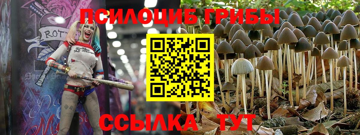Псилоцибиновые грибы Psilocybe  Вход с VPN  Тобольск 